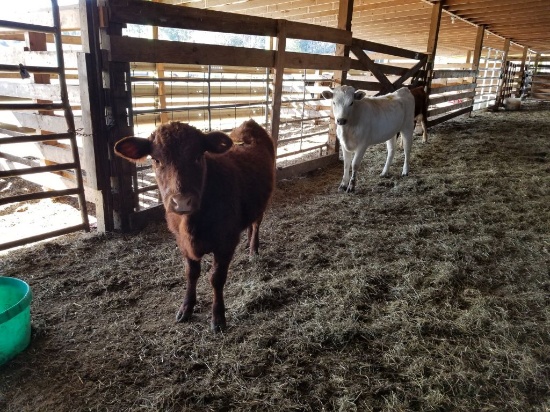 4 HEIFER CALVES: MIX COLOR, AVG WEIGHT 342, WEANED, SELL FOR ONE MONEY