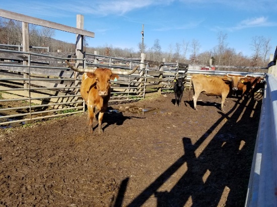 3 LONGHORN COW/CALF PAIRS AND 1 LONGHORN BRED COW, ALL SELL FOR ONE MONEY,