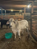 14 MONTH OLD BRAHMAN BULL