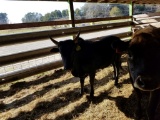 BLACK ZEBU CROSS BULL WEIGHING 525 LBS
