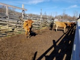3 LONGHORN COW/CALF PAIRS AND 1 LONGHORN BRED COW, ALL SELL FOR ONE MONEY,
