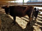JERSEY COW WEIGHING 735 LBS