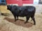 BLK HERD BULL, AGE COMING 2, WEIGHT APPROX 1420