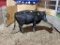 BLK BRED COW, YELLOW 35 EAR TAG, AGE 6, BRED 4MO