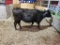 BLK BRED COW, YELLOW 2 EAR TAG, AGE 10+, BRED 7MO