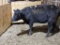 BLK BRED COW, YELLOW 37 EAR TAG, AGE 6,BRED 4MO
