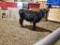BLK BRED COW, EAR TAG 49, AGE 1+,BRED 5MO