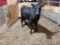 BLK BRED COW, YELLOW 34 EAR TAG, AGE 5, BRED 1+MO