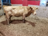 CHAR BRED COW, YELLOW EAR TAG, AGE 10+, BRED 5MO