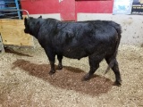 BLK HERD BULL, AGE COMING 2, WEIGHT APPROX 1420