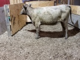 CHAR BRED COW, AGE 1+, BRED 7MO