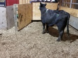 BWF BRED COW, EARTAG BAYER FLY TAG, AGE 4, BRED 7MO