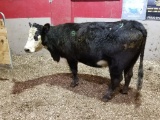 BWF BRED COW, BLUE FLY TAG, AGE 9, BRED 7MO