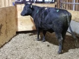 BLK BRED COW, YELLOW 32 EAR TAG, AGE 8, BRED 4MO