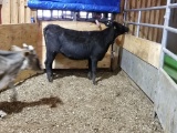 BLK BRED COW, EAR TAG 119, AGE 1+, BRED 8MO