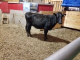 BLK BRED COW, EAR TAG 49, AGE 1+,BRED 5MO