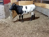 BLK/WHI BRED COW, AGE 2, BRED 4MO