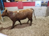 RED BRED COW, RED 408 EAR TAG, AGE 2, BRED 4MO