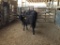 COW/CALF PAIR, BLK COW WITH BLK CALF, COW BRED 4MO, EAR TAG YEL,ORG 75