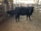 COW/CALF PAIR, BLK COW WITH BLK HEIFER CALF, COW BRED 5MO, EAR TAG YEL,ORG