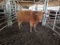 COW/CALF PAIR, RED COW WITH BLK STEER CALF, COW BRED 0MO, EAR TAG YEL,ORG 3