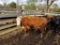 HEREFORD BRED COW, BRED 4MO