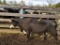 BWF BRED COW, BRED 7MO, EAR TAG RED 54