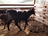 BLK BRED COW, BRED 4MO