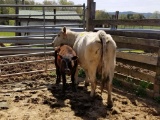 COW/CALF PAIR, CHAR COW WITH BLK STEER CALF, COW BRED BACK 4MO