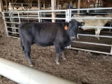 BLK BRED COW, BRED 7MO, EAR TAG ORG 41