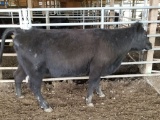 BLK BRED COW, BRED 7+MO, EAR TAG BLUE 8