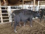 BLK BRED COW, BRED 4MO, EAR TAG ORG