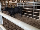 BLK BRED COW, BRED 2MO, EAR TAG 27