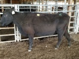 BLK BRED COW, BRED 4MO, EAR TAG WHI 63