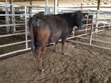 BLK BRED COW, BRED 8MO, EAR TAG ORG 20