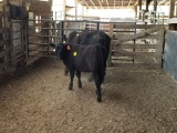 COW/CALF PAIR, BLK COW WITH BLK CALF, COW BRED 4MO, EAR TAG YEL,ORG 75