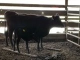COW/CALF PAIR, BLK COW WITH BLK STEER CALF, COW BRED 3MO, EAR TAG ORG 2