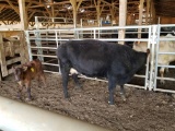 COW/CALF PAIR, BLK COW WITH BLK BULL CALF, COW BRED 0MO, EAR TAG ORG 18