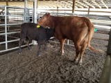 COW/CALF PAIR, RED COW WITH BLK HEIFER CALF, COW BRED 4MO,EAR TAG ORG 21