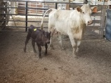COW/CALF PAIR, CHAR COW WITH BLK HEIFER CALF, COW BRED 0MO, EAR TAG ORG 5