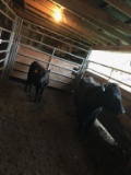 COW/CALF PAIR, BLK COW WITH BLK STEER CALF, COW BRED 4MO