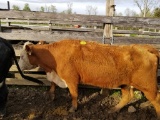 HEREFORD BRED COW, BRED 3MO, EAR TAG WHITE