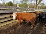HEREFORD BRED COW, BRED 4MO
