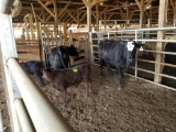 GROUP OF 4 PAIR, 8HD TOTAL, COW NUMBERS 7528,4194,4543,3505, BLK AND BWF CO