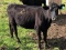 BLK BRED COW, BRED 5MO, BLUE FLYTAG