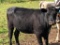 BLK BRED COW,BRED 4MO, BLUE FLYTAG