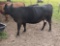 COW/CALF PAIR, BLACK COW WITH CHAR HEIFER CALF, BRED 0MO, AGE 8