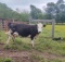 COW/CALF PAIR, BLACK/WHITE COW WITH BWF HEIFER CALF, BRED 0MO, AGE 3