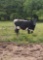 COW/CALF PAIR, BLACK/WHITE COW WITH BLK BULL CALF, BRED 0MO, AGE 6