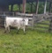 BLACK/WHITE SPOTTED BRED COW, 8 MONTHS BRED, BLUE ET33, AGE 5